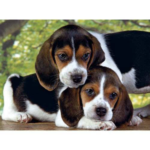 Close Together puzzle 500pcs