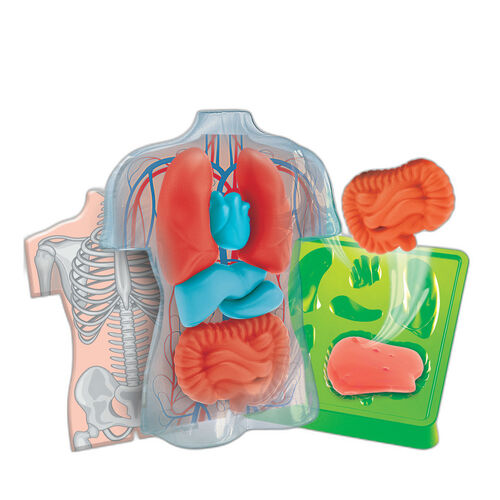 Kit Anatomia Squishy Organs