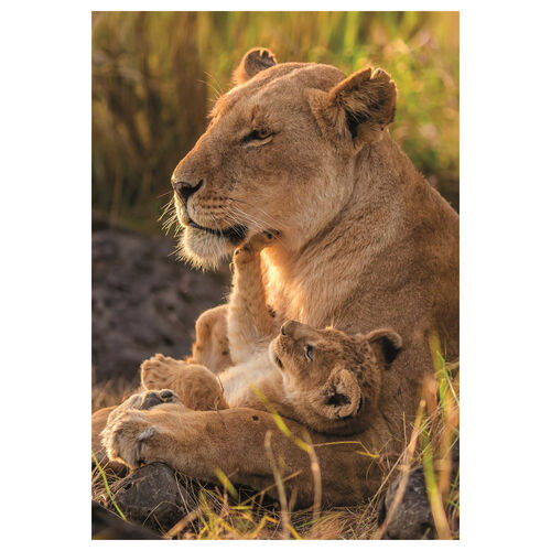 Puzzle Feline Love 500pzs 